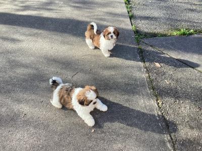 Delightful Shih Tzu puppies in Wicklow. Vet checked