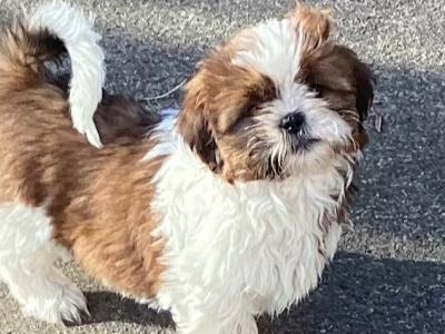 Delightful Shih Tzu puppies in Wicklow. Vet checked