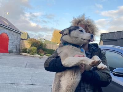 Siberian Husky for stud in Longford
