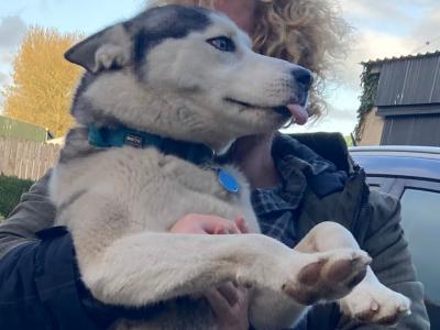 Siberian Husky for stud in Longford
