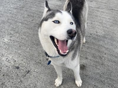 Siberian Husky for stud in Longford