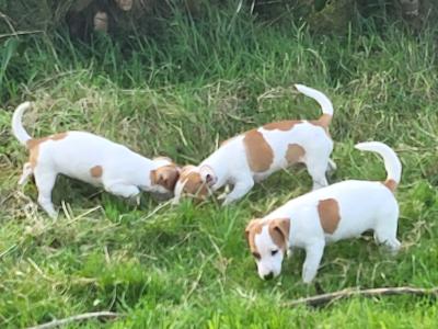 Jack Russell Pup's for sale