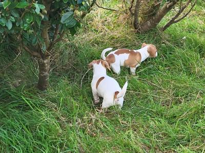 Jack Russell Pup's for sale