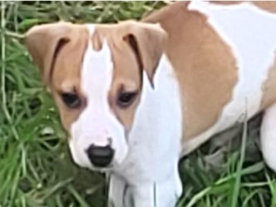 Jack Russell Pup's for sale