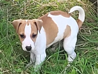 Jack Russell puppies for sale in Cork