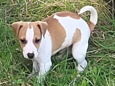 Jack Russell puppies for sale in Cork