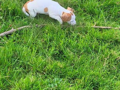 Jack Russell Pup's for sale