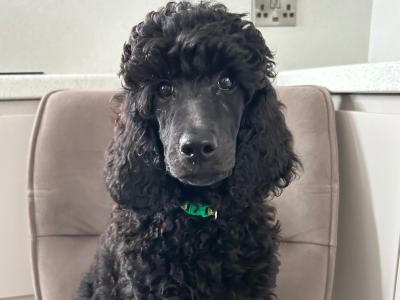 3 Standard Poodle puppies in Meath