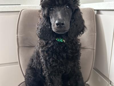Standard Poodles
