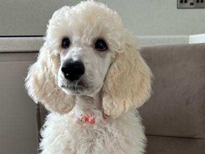 Standard Poodles