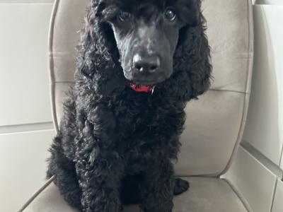 Standard Poodles