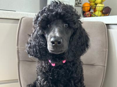 3 Standard Poodle puppies in Meath