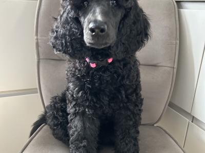 Standard Poodles
