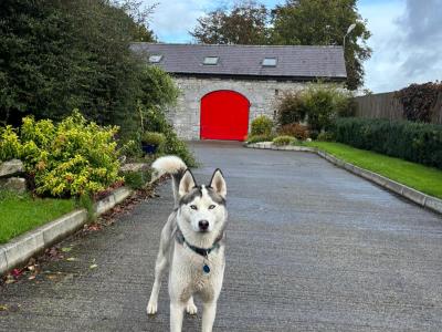 Siberian Husky for stud in Longford