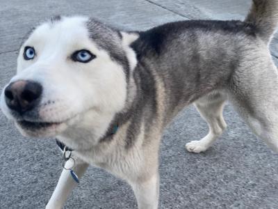 Siberian Husky for stud in Longford