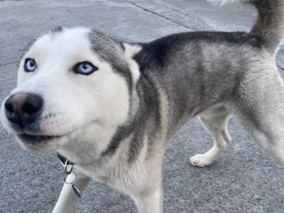 Siberian Husky for stud in Longford