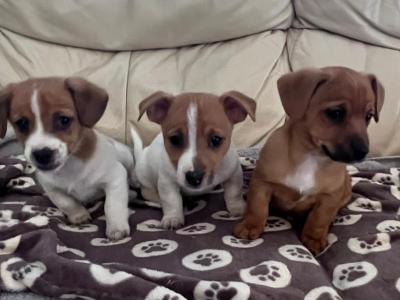 Adorable Cute Jack Russell puppies for sale in Cork (€300 Each)