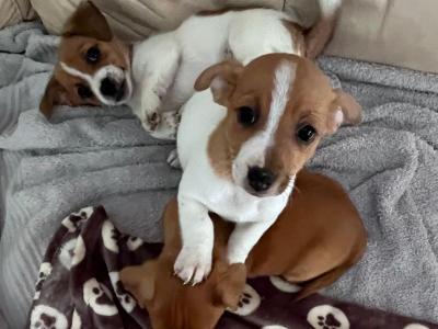 Adorable Cute Jack Russell puppies for sale in Cork (€300 Each)