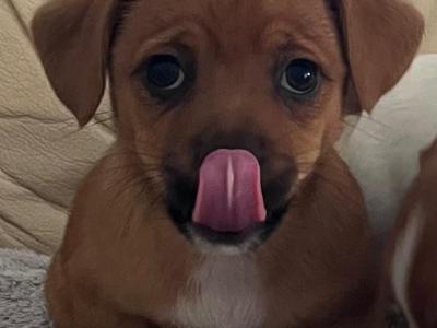 Adorable Cute Jack Russell puppies for sale in Cork (€300 Each)