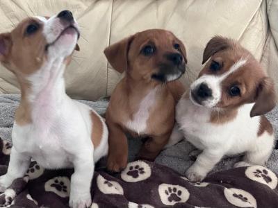 Adorable Cute Jack Russell puppies for sale in Cork (€300 Each)