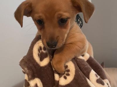 Adorable Cute Jack Russell puppies for sale in Cork (€300 Each)