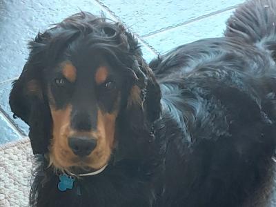 Male Cocker Spaniel 2 years old in Galway