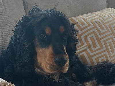 Male Cocker Spaniel 2 years old in Galway