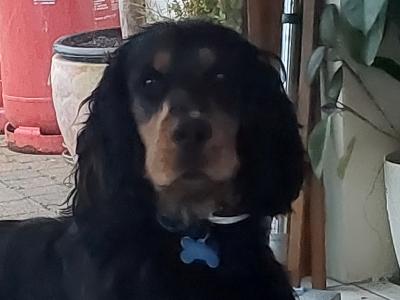 Male Cocker Spaniel 2 years old in Galway