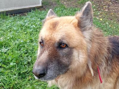 Male German Shepherd / Alsatian in Longford for Rehoming