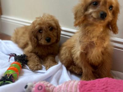 Cavapoo puppies in Wexford