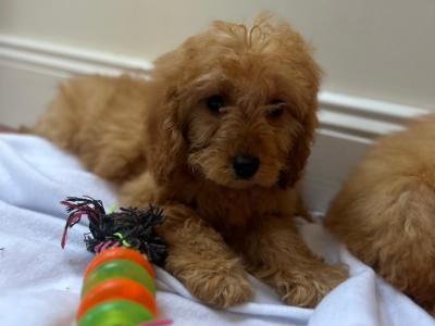 Cavapoo puppies in Wexford