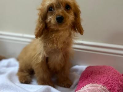 Cavapoo puppies in Wexford
