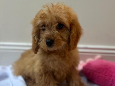 Cavapoo puppies in Wexford