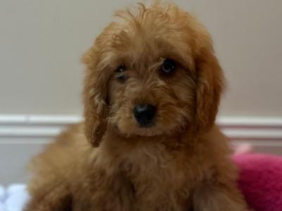 Cavapoo puppies in Wexford
