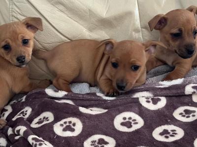Adorable Cute Jack Russell puppies for sale in Cork (€300 Each)