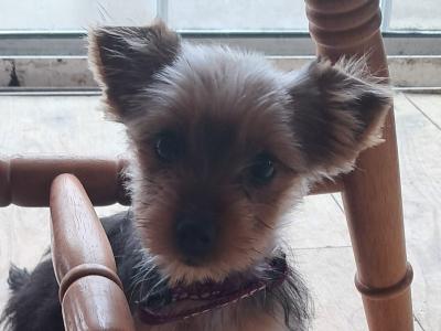 4 Yorkshire Terrier puppies in Mayo