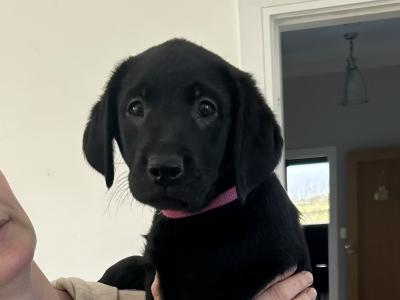 Purebred IKC Registered Black Labrador puppies for sale in Waterford
