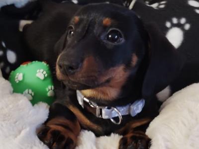 Minature Dachshund puppies in Dublin