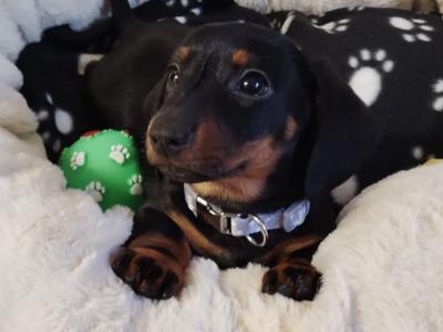 Minature Dachshund puppies in Dublin