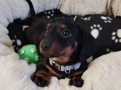 Minature Dachshund puppies in Dublin