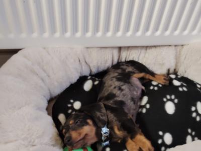 Minature Dachshund puppies in Dublin