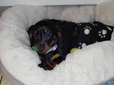 Minature Dachshund puppies in Dublin