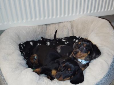 Minature Dachshund puppies in Dublin
