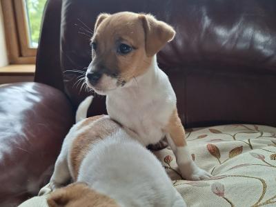 Adorable Jack Russell pups in Tipperary