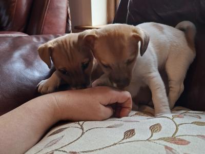 Adorable Jack Russell pups in Tipperary