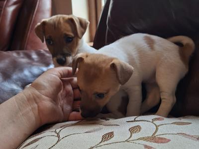 Adorable Jack Russell pups in Tipperary