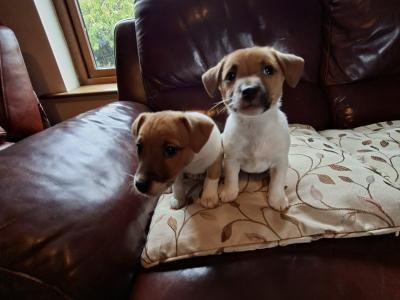 Adorable Jack Russell pups in Tipperary