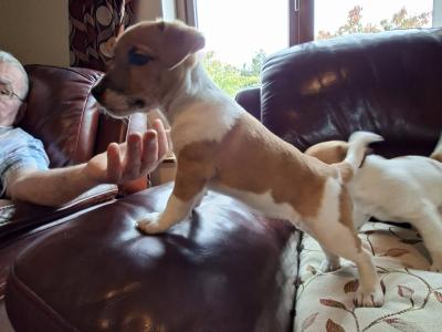Adorable Jack Russell pups in Tipperary