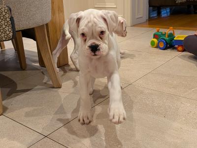 2 White 5-star Show Line Boxer puppies in Down – IKC Registered (pending) ✨