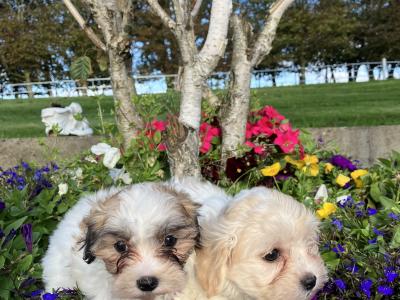 Maltese x Shih Tzu puppies in Wexford